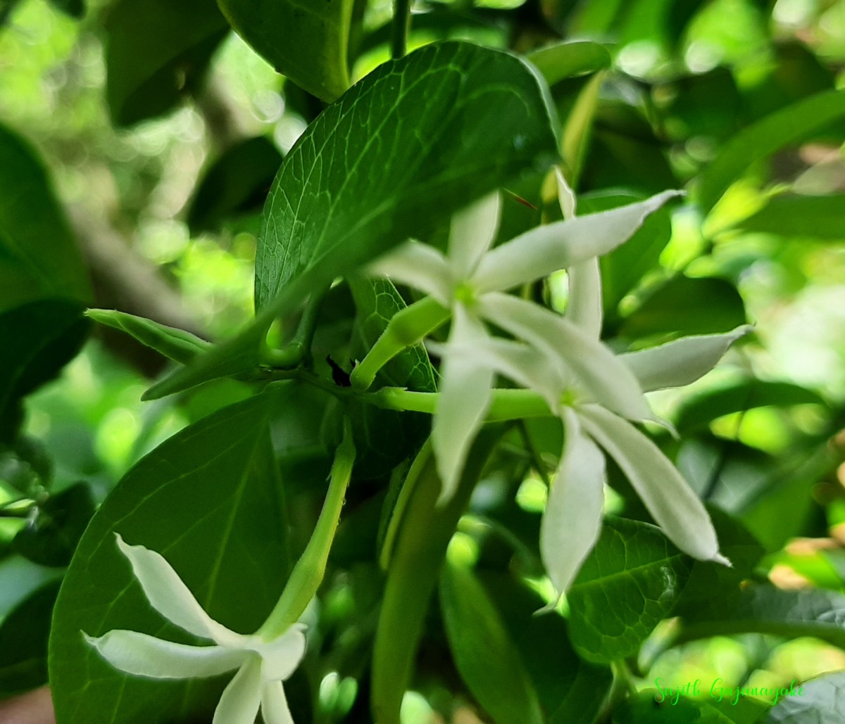 Carissa spinarum L.